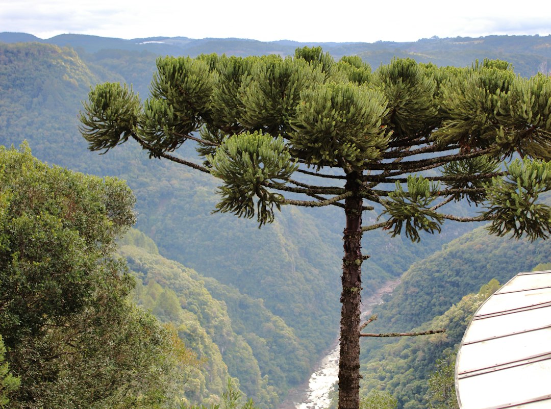 Monte Verde MG: Excursão de Ônibus para a Serra da Mantiqueira